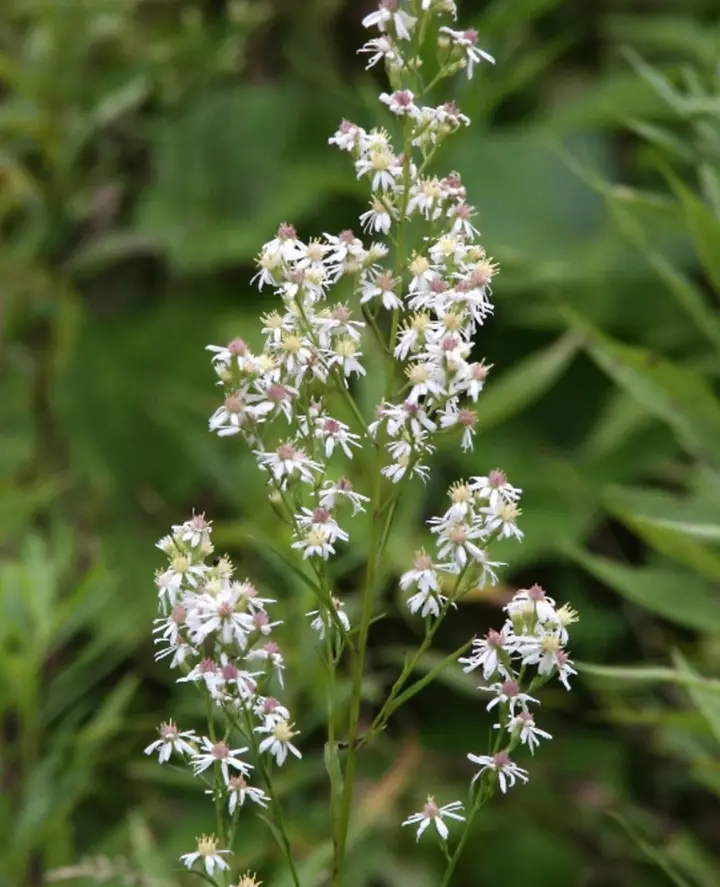 Sprays of small white arrowleaf aster flowers