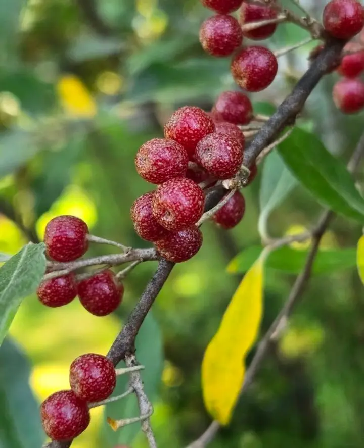 Clusters of speckled red autumn olive berries on a branch