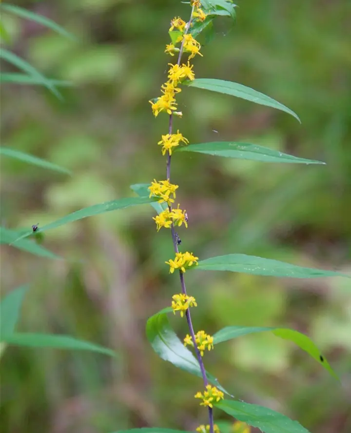 An arching blue-stemmed goldenrod stem with small yellow flower clusters
