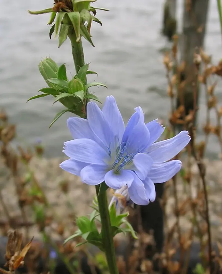 A periwinkle-blue chicory flower on a rigid stem