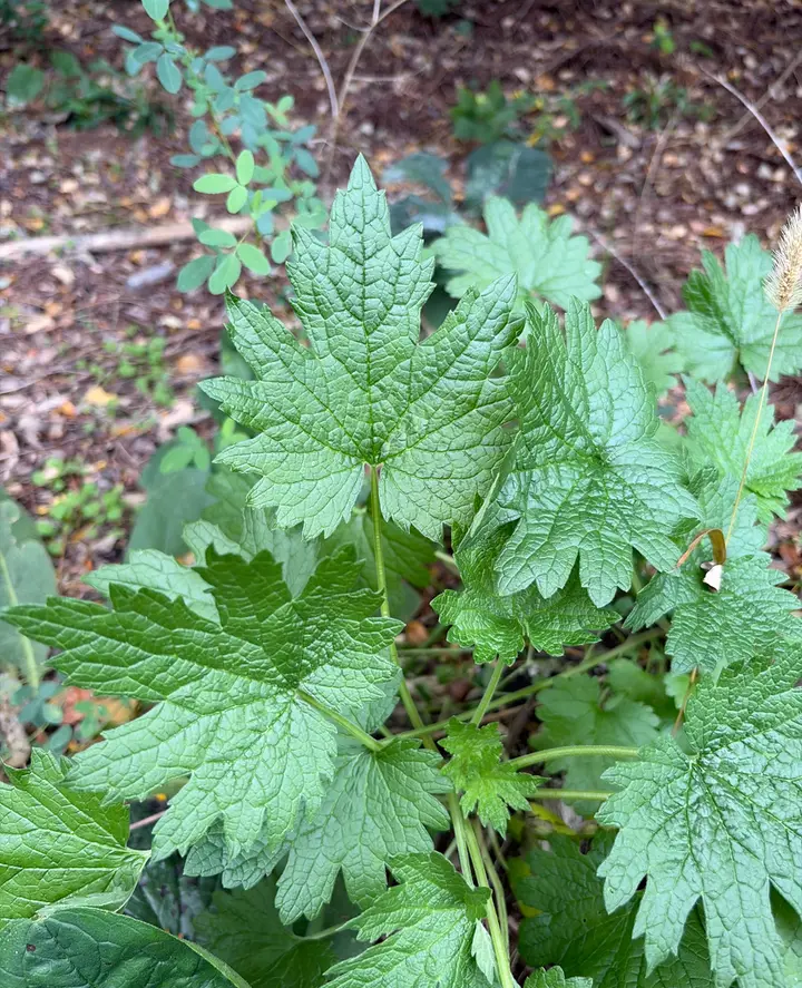 Common motherwort with lobed, deeply toothed leaves