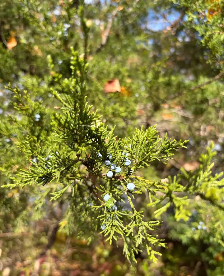 Eastern red cedar foliage with scale-like leaves and small blue berries