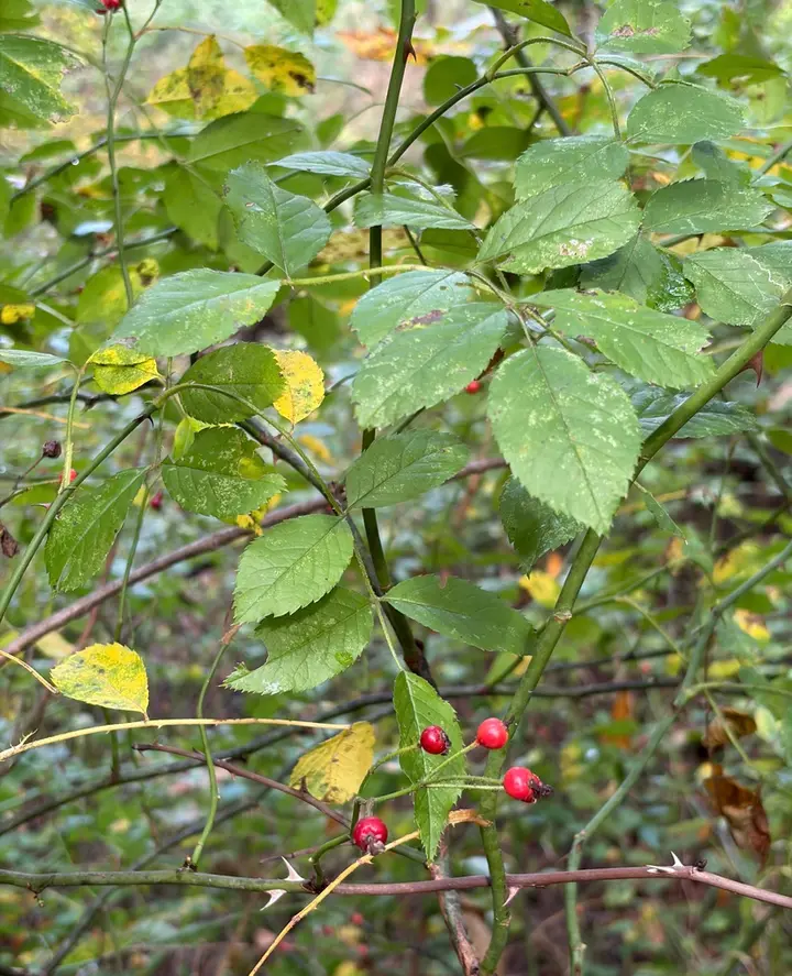 Multiflora rose canes with toothed leaflets and small red rose hips
