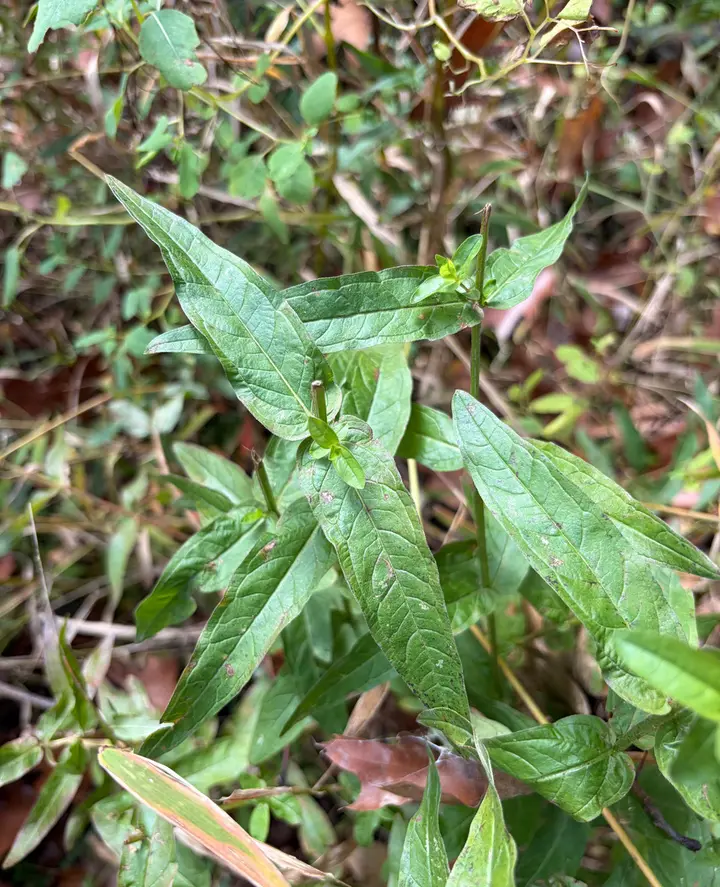 Purple loosestrife stems with lance-shaped leaves
