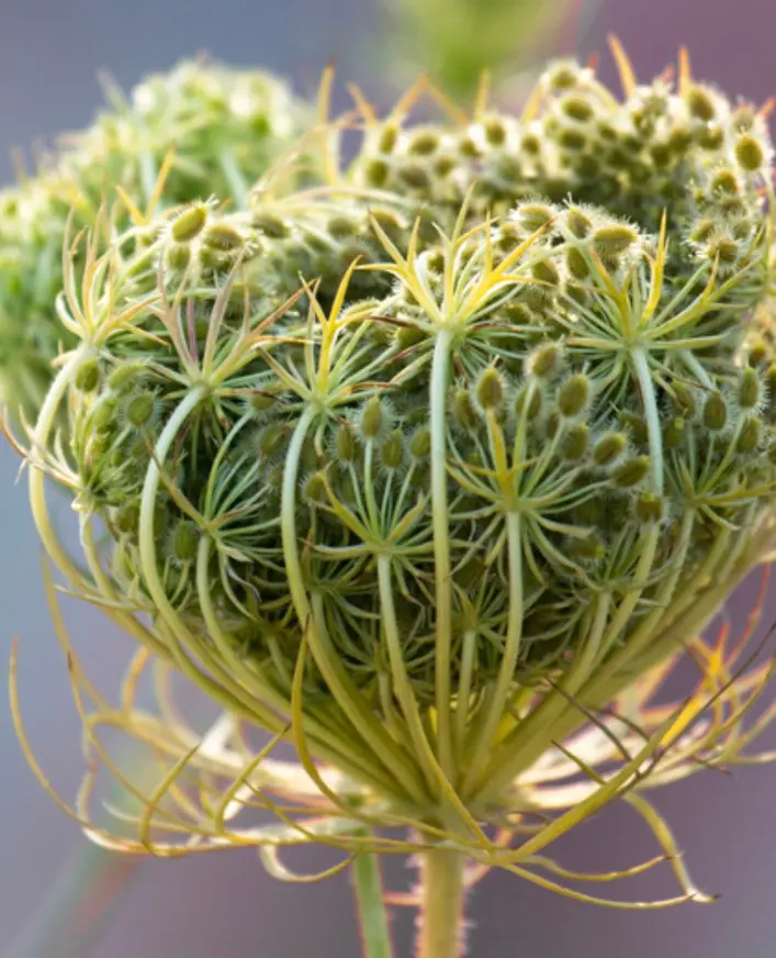 A Queen Anne’s lace seed head curled into a nest shape