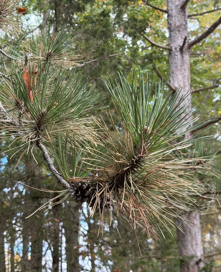 Long red pine needles in bundles on a branch