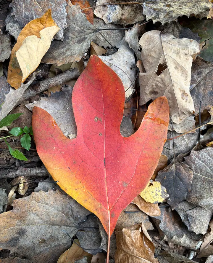 A red and orange mitten-shaped sassafras leaf on fallen leaves