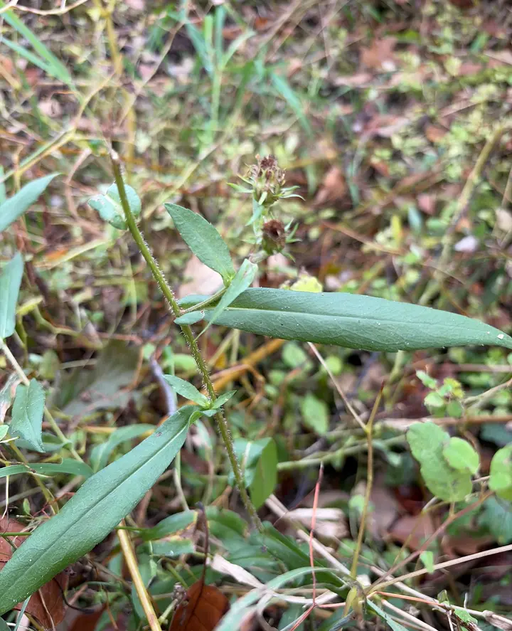 Swamp aster stems with long, narrow leaves among grasses