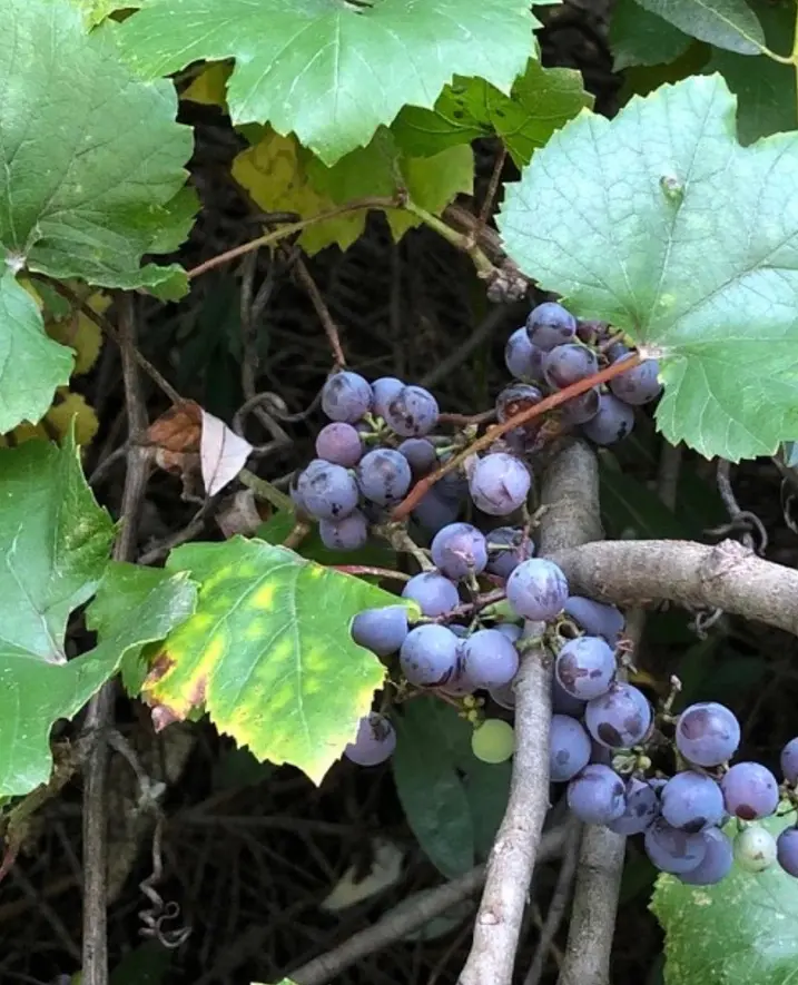 Wild grape vine with lobed leaves and clusters of dark blue grapes
