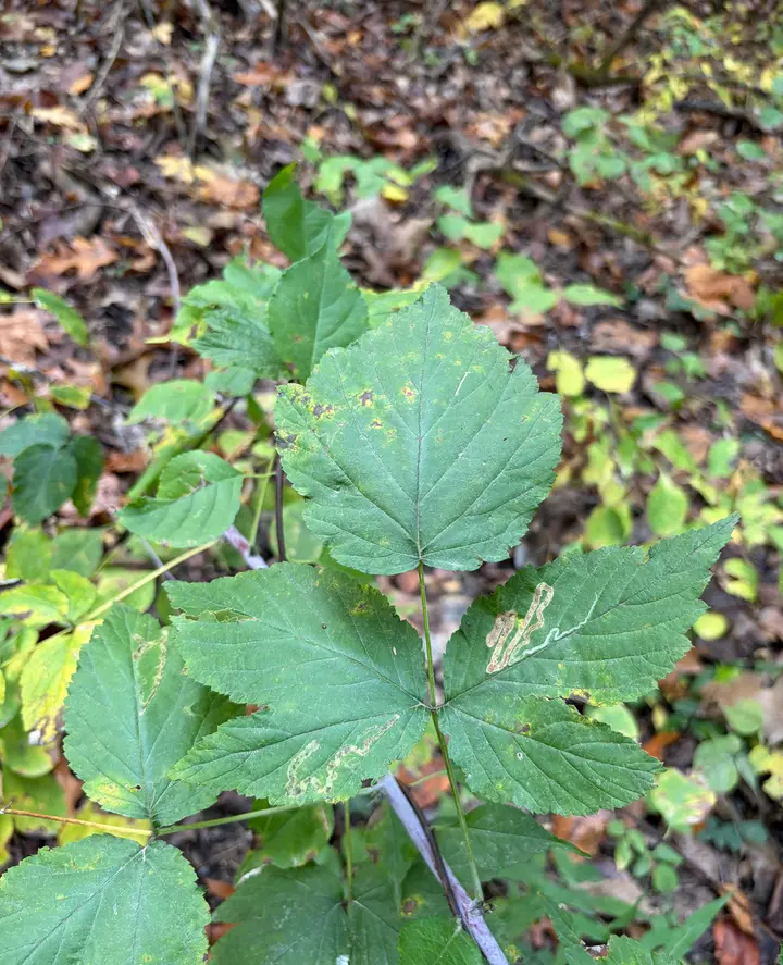 Wild raspberry cane with three-part serrated leaves